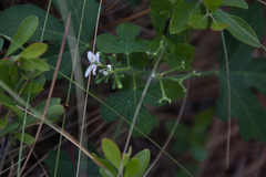 Cnidoscolus stimulosus