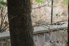 Melanerpes uropygialis
