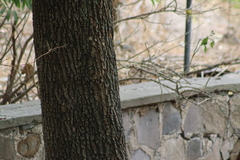 Melanerpes uropygialis