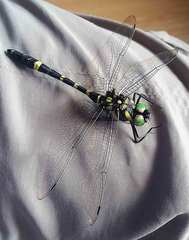 Epophthalmia elegans