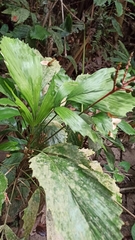 Chamaedorea tuerckheimii