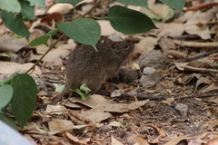 Sigmodon mascotensis