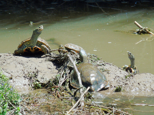 Caspian Turtle