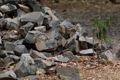 Sigmodon mascotensis