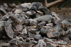 Sigmodon mascotensis