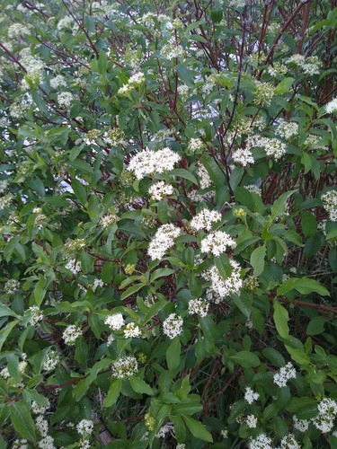 Palaipinė sedula nuotrauka