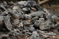 Sigmodon mascotensis