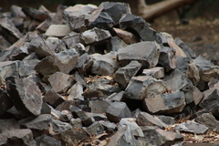 Sigmodon mascotensis