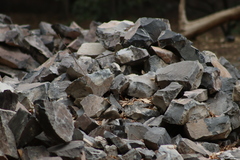 Sigmodon mascotensis