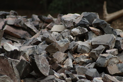 Sigmodon mascotensis