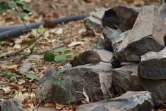 Sigmodon mascotensis