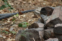 Sigmodon mascotensis