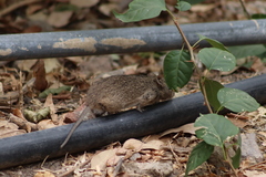 Sigmodon mascotensis