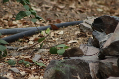 Sigmodon mascotensis