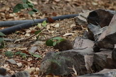 Sigmodon mascotensis