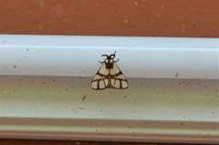 Anaphe panda