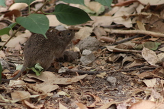 Sigmodon mascotensis