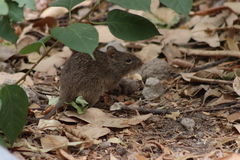 Sigmodon mascotensis