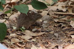 Sigmodon mascotensis
