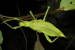 Heteropteryx dilatata