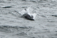 Lagenorhynchus albirostris