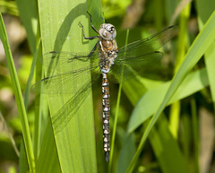 Rhionaeschna californica