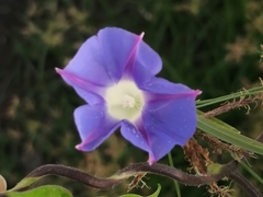 Ipomoea