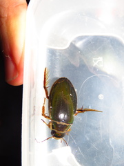 Dytiscus marginalis