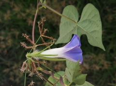 Ipomoea