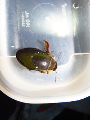 Dytiscus marginalis