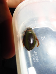 Dytiscus marginalis