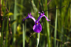 Iris tridentata