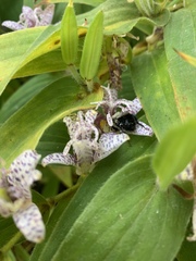 Tricyrtis formosana
