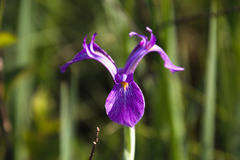 Iris tridentata