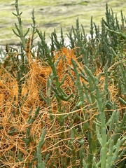 Cuscuta pacifica pacifica