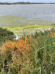 Cuscuta pacifica pacifica