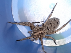Hogna crispipes