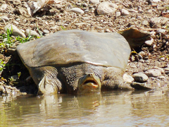 Rafetus euphraticus