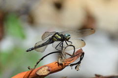 Orthetrum lineostigma