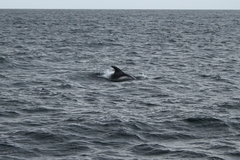 Lagenorhynchus albirostris