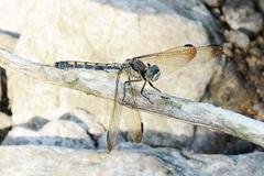 Orthetrum lineostigma