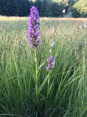 Dactylorhiza × braunii