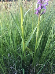 Dactylorhiza × braunii