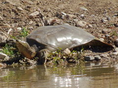 Rafetus euphraticus