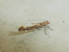 Pyroderces apparitella