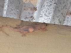 Hemidactylus mabouia