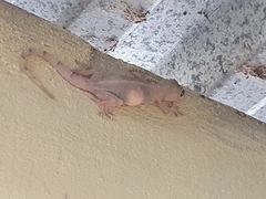 Hemidactylus mabouia