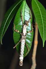 Creoxylus