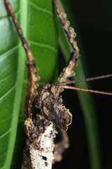 Creoxylus