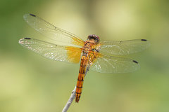 Sympetrum speciosum